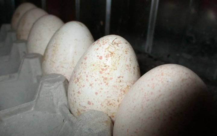 Когда начинают нестись домашние индюшки – возраст и яйценоскость, а также когда и как правильно помещать птиц в гнездо