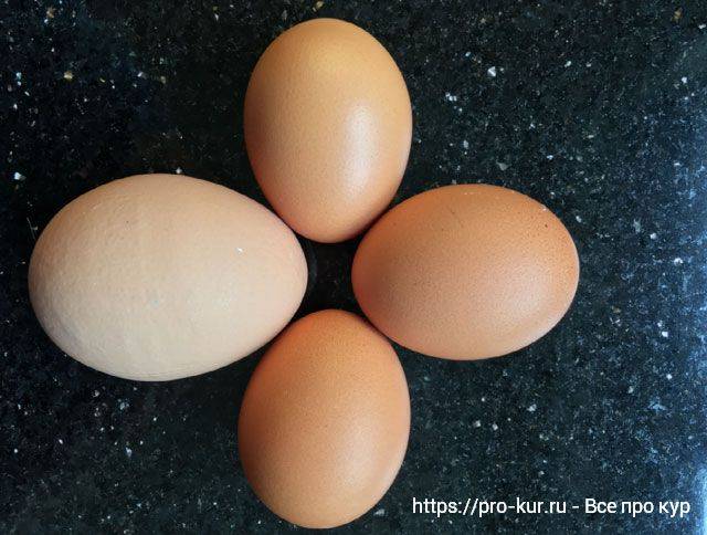 Почему куры несут мелкие яйца и что нужно сделать для увеличения их размера