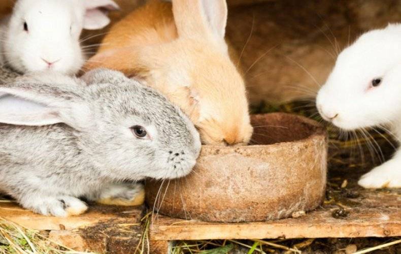 Можно ли кроликам петрушку: рекомендации специалиста