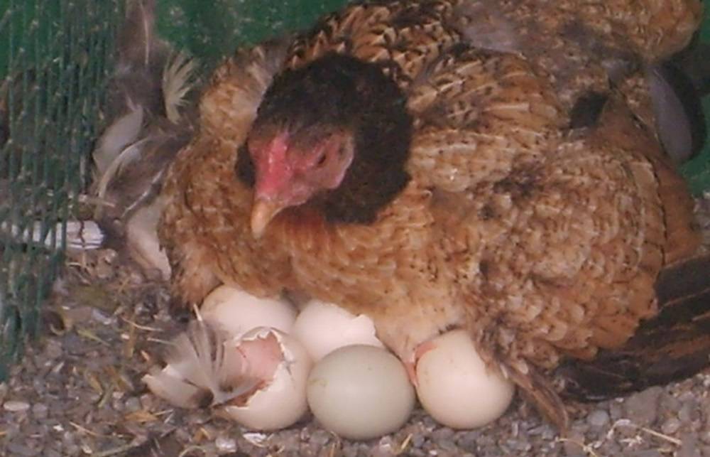 Сколько времени курица высиживает яйца, уход за наседкой