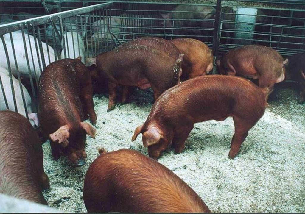 Особенности свиней породы дюрок