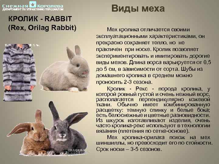 Кролики породы рекс: описание и характеристики