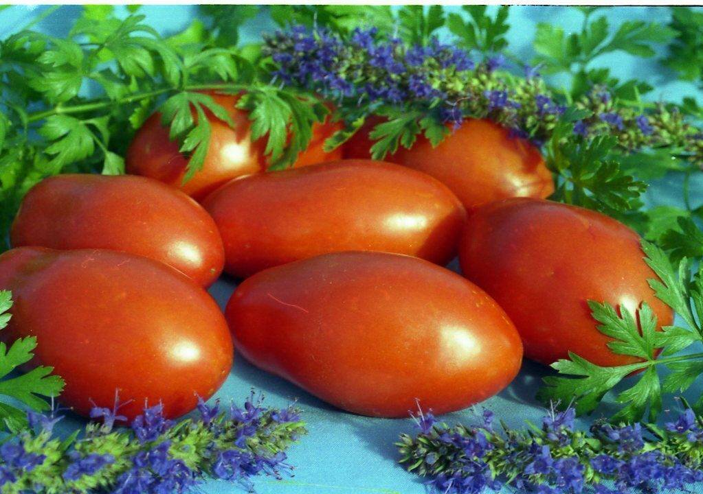 Сорт томата Челнок: описание и советы по выращиванию