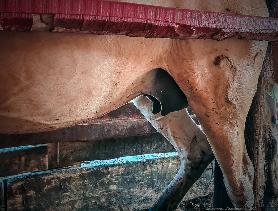 ✅ молоко лошади: как доят кобылу и как называется напиток из ее молока