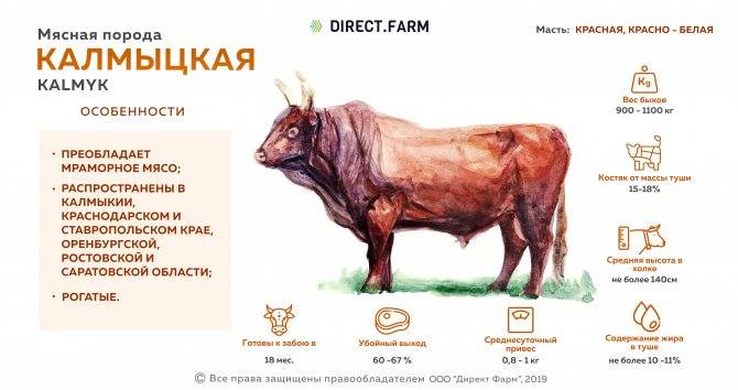 Описание и характеристики продуктивности Калмыцкой породы коров