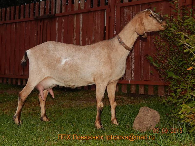 Зааненская порода коз - описание, содержание, особенности разведения