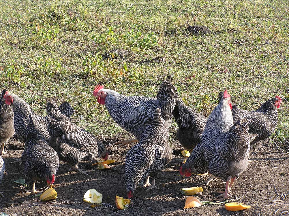 Мясо-яичные цыплята амрокс: уход без хлопот