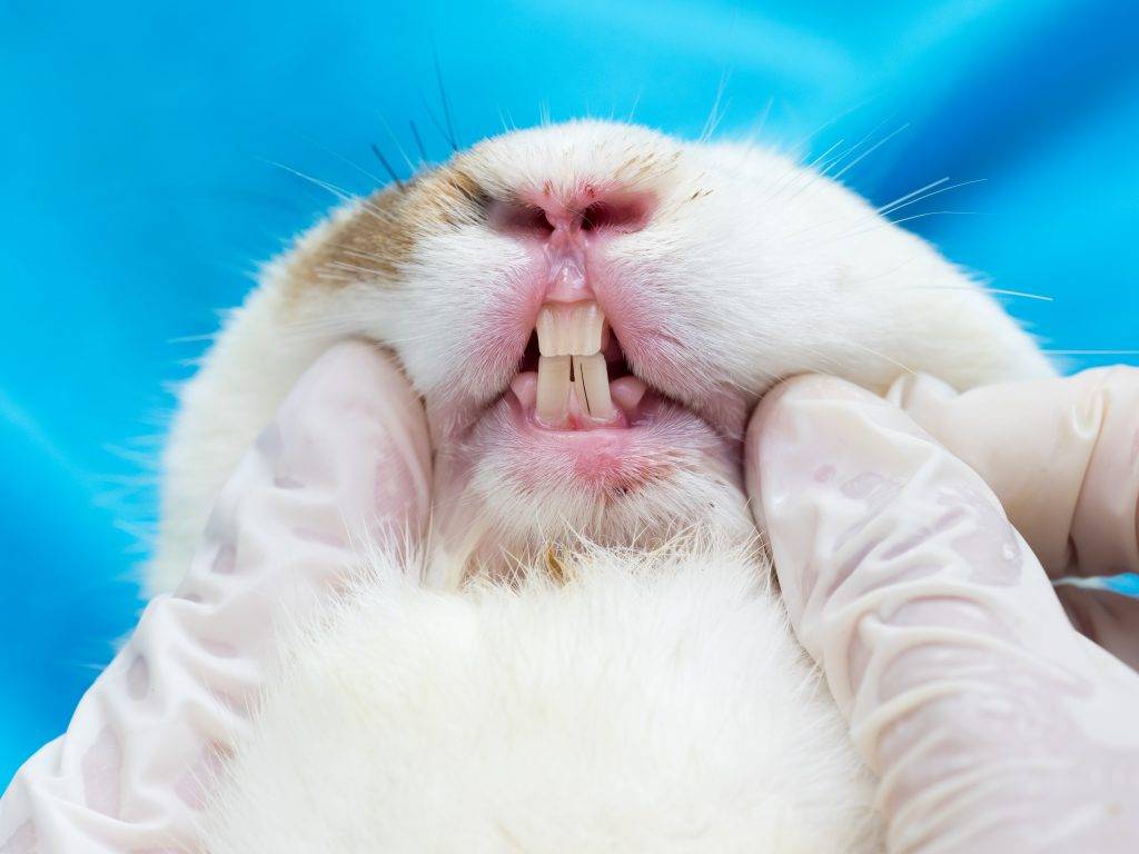 Зубы кролика, их особенности и заболевания, лечение и профилактика 2021