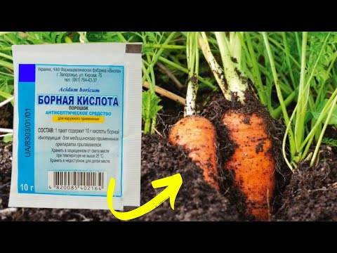 Какую подкормку необходимо внести для моркови и свеклы в открытом грунте в июне