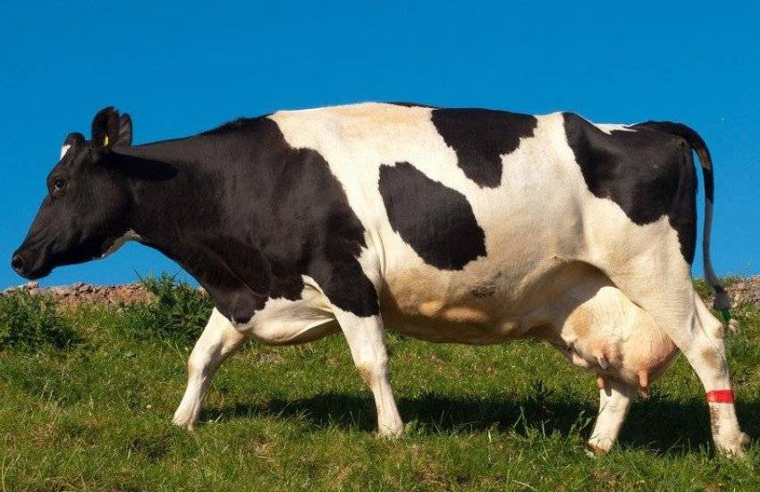 Породы коров: обзор видов и характеристики