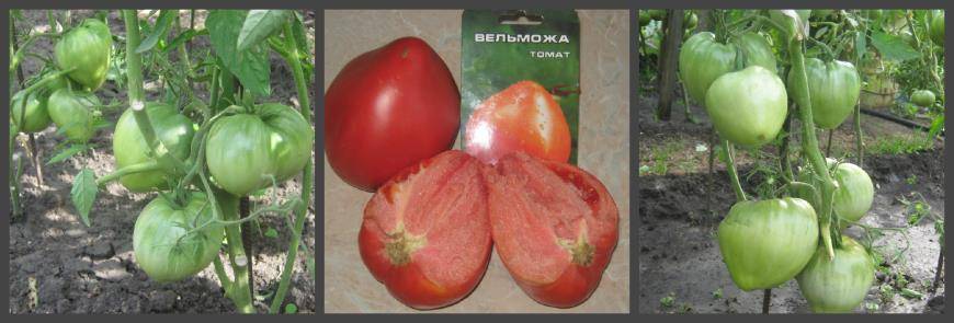 Томат вельможа: характеристики и описание сорта. томат вельможа: отзывы, фото, урожайность, секреты выращивания