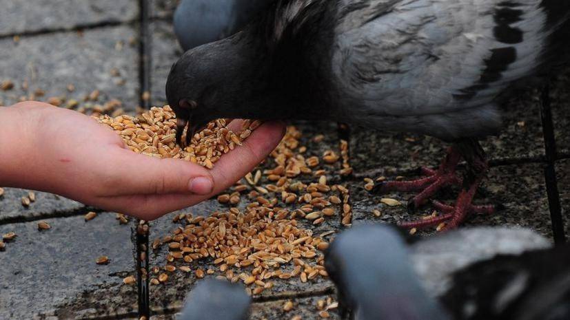 Чем можно кормить голубей: что едят на улице и в домашних условиях?