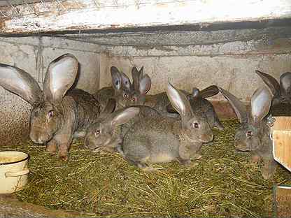 Великан среди пород кроликов — бельгийский фландр