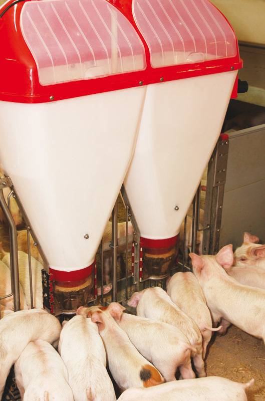 Как правильно кормить свиней: рацион и нормы