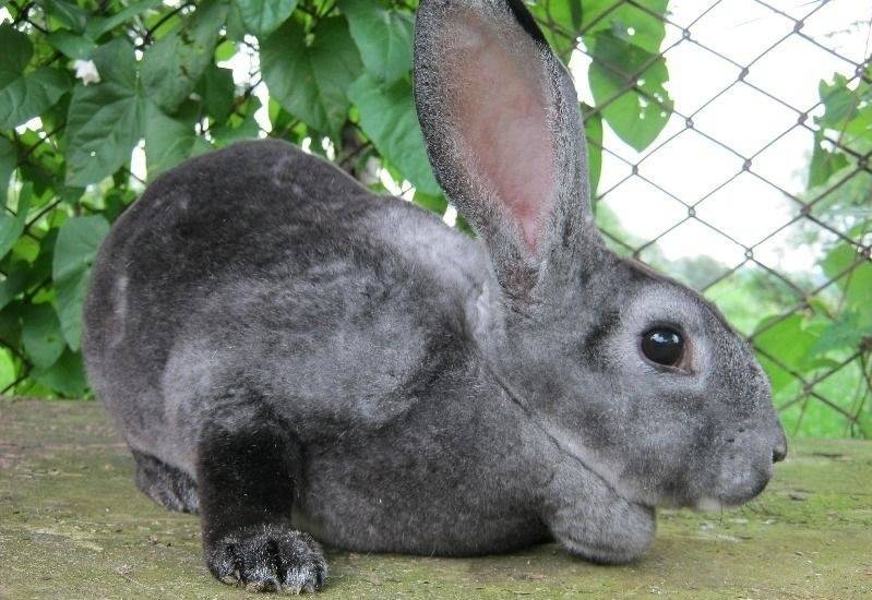 Обзор породы кроликов рекс: описание и полная характеристика с фото
