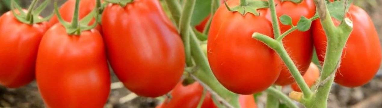 Томат столыпин: отзывы тех кто сажал помидоры об их урожайности, характеристика и описание сорта, видео и фото семян