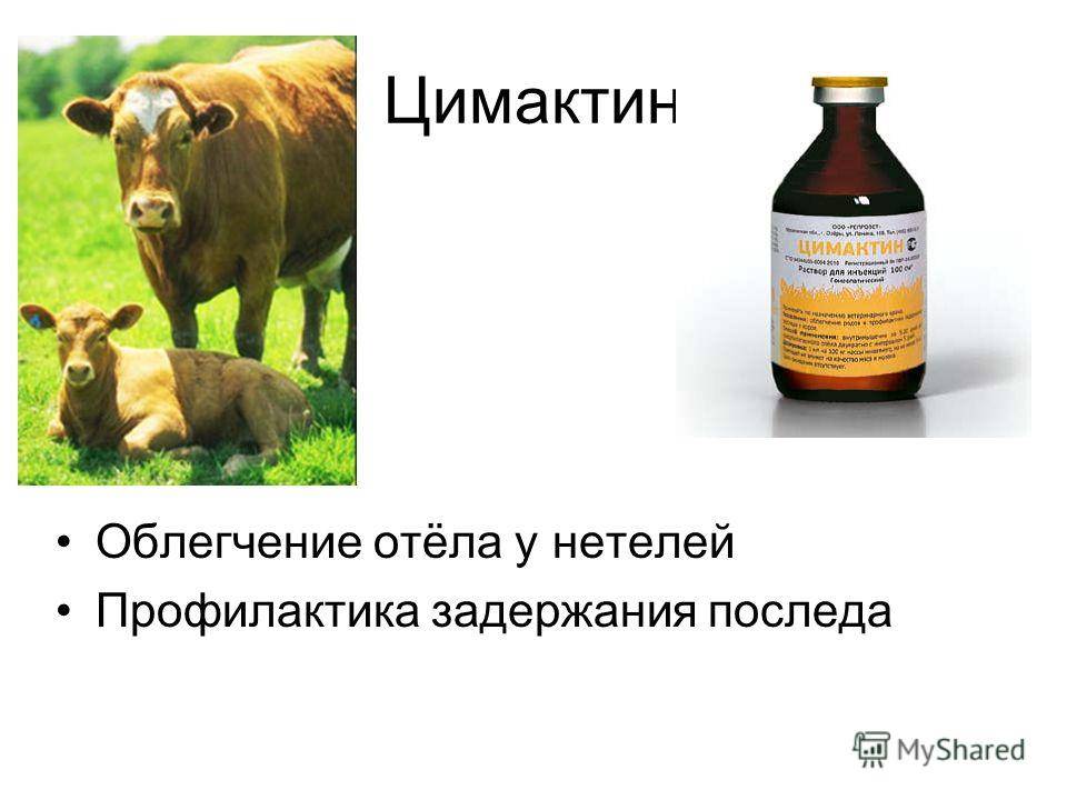 Корова не очистилась. Препараты для лечения задержки последа у коров. Схемы профилактики послеродовых эндометритов у коров. Эндометрит крупного рогатого скота. Задержание последа у КРС.