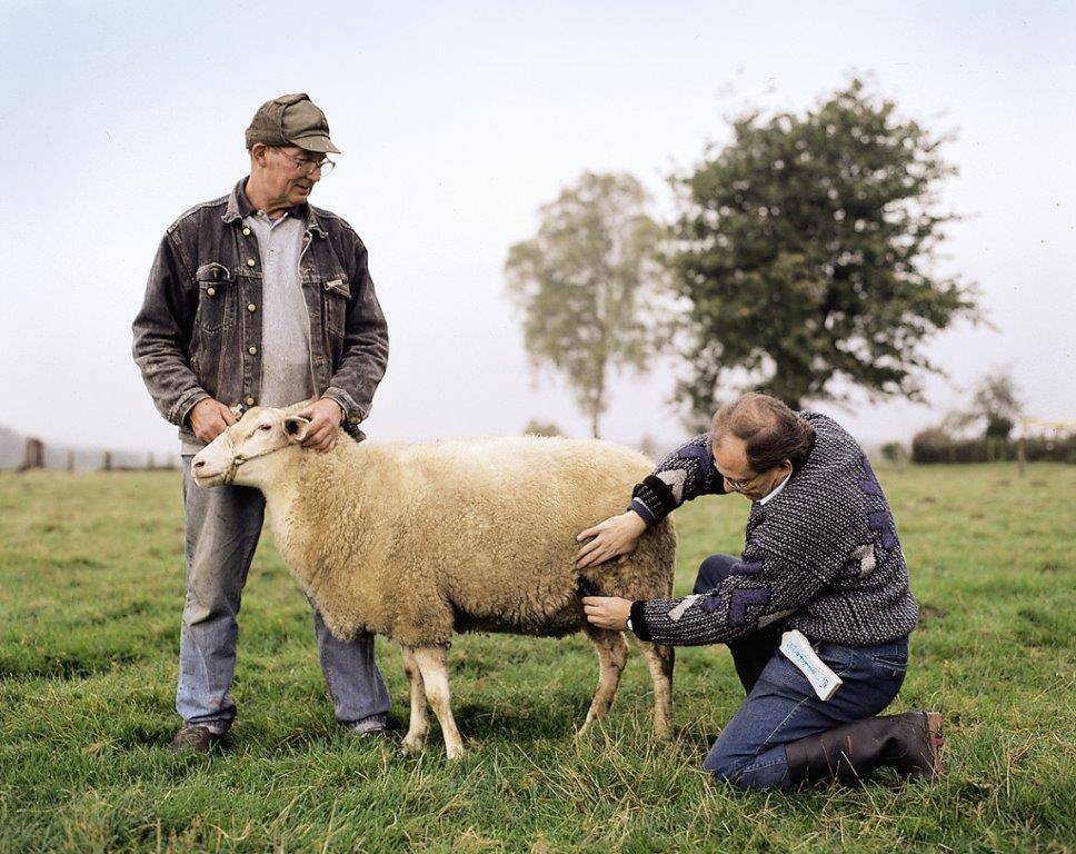 ᐉ беременность у овец: как определить, сколько длится, роды у овцы - zooon.ru