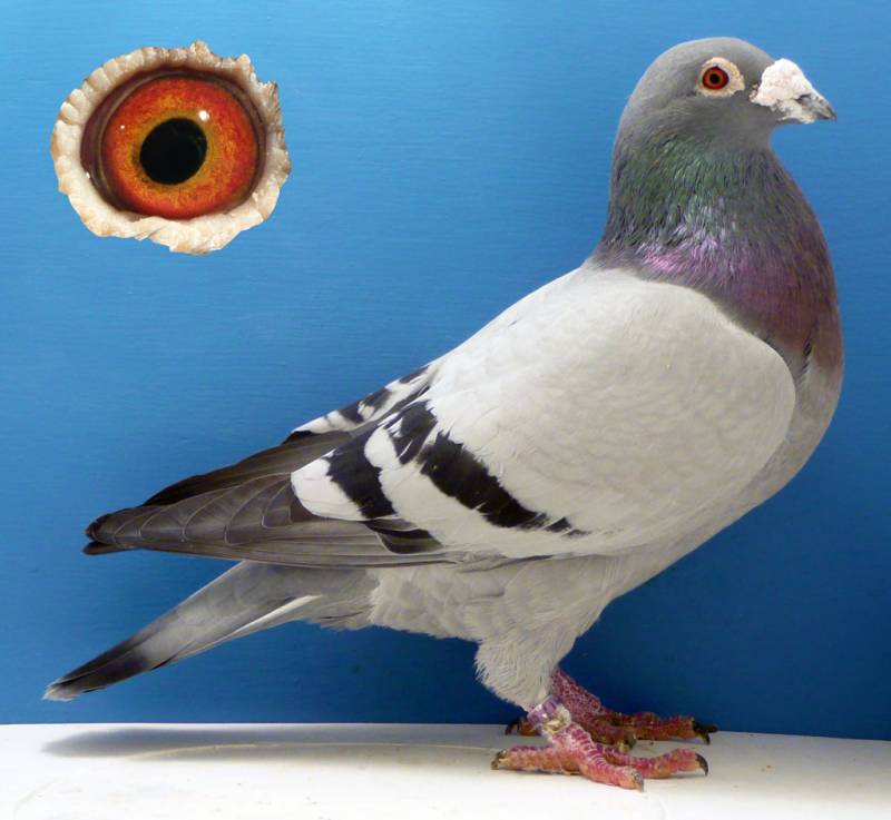 Почтовый голубь: как знает, куда лететь, история происхождения