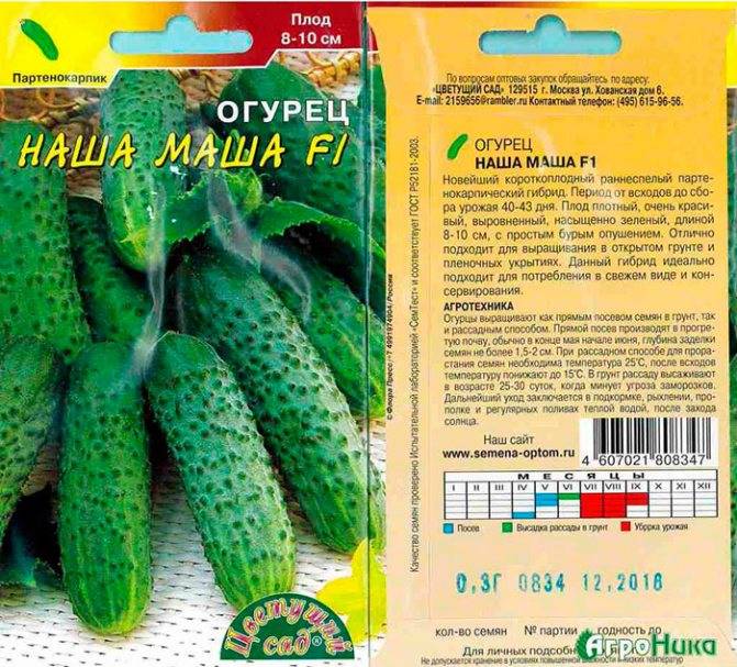 Сорт огурцов Маша (F1): описание и советы по выращиванию