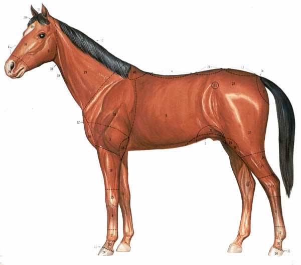 Части тела лошади, краткое описание