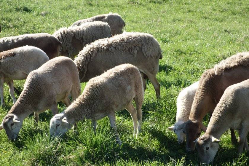 ᐉ катумская порода овец: описание и характеристика - zooon.ru