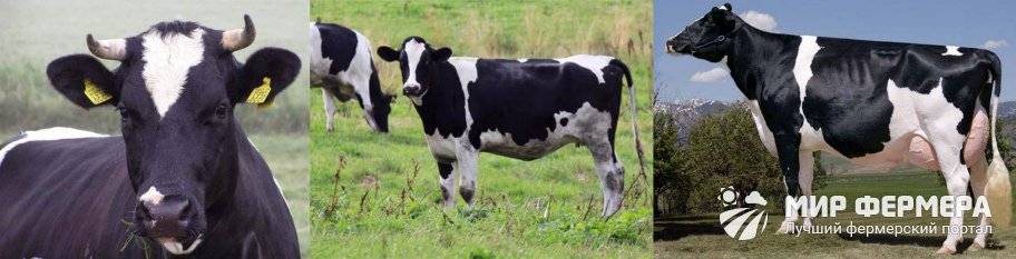 Черно-пестрая порода коров: описание и характеристика крс, отзывы