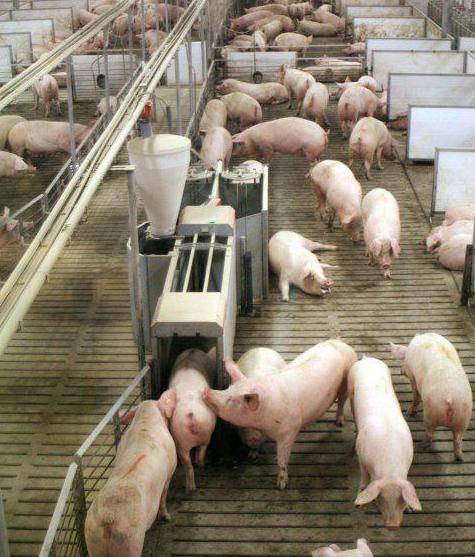 Основы разработки бизнес-плана для организации свиноводства как бизнеса