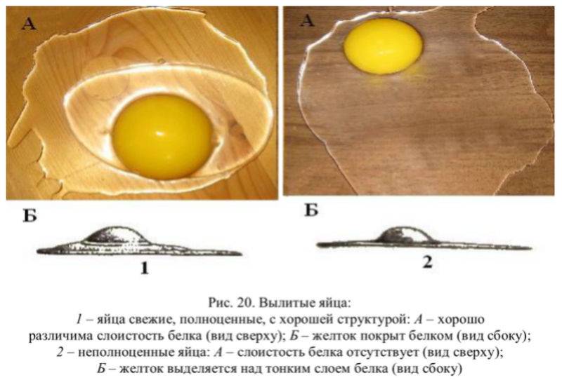 Как узнать, оплодотворено ли птичье яйцо: 6 шагов
