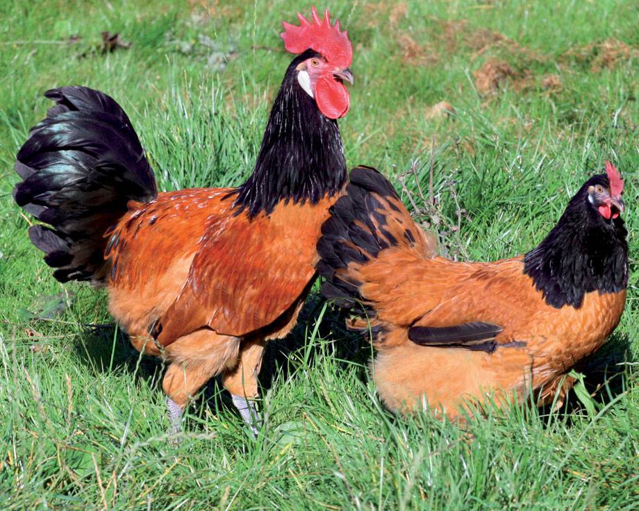 Курчавые куры: древняя порода необычайно красивых кур. особенности содержания и характеристики породы