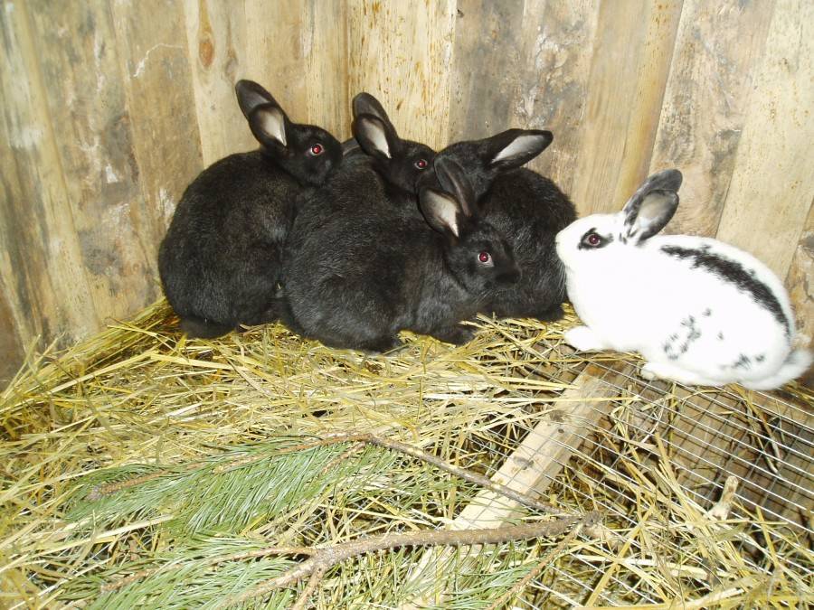Кролики породы строкач: описание вида, особенности ухода, размножение, характерные признаки породы и правила содержания