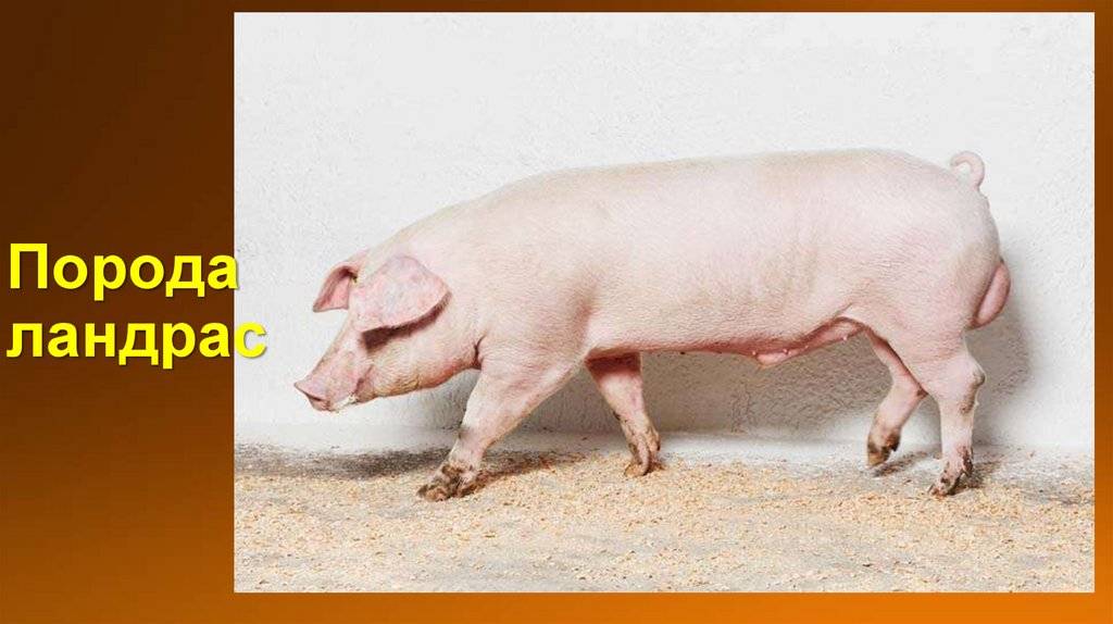 Плюсы и минусы содержания свиней породы ландрас