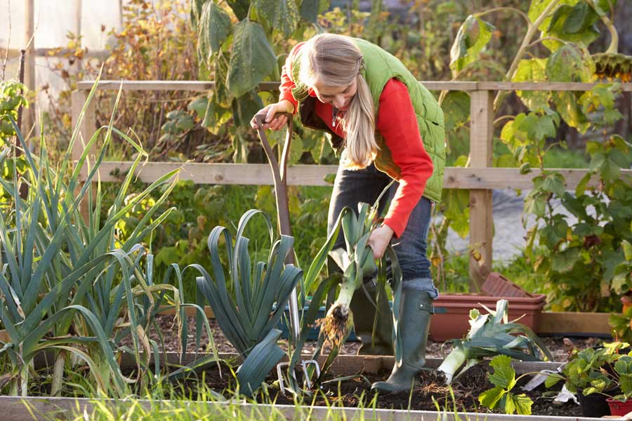 Самые важные осенние работы в саду и огороде - что сделать