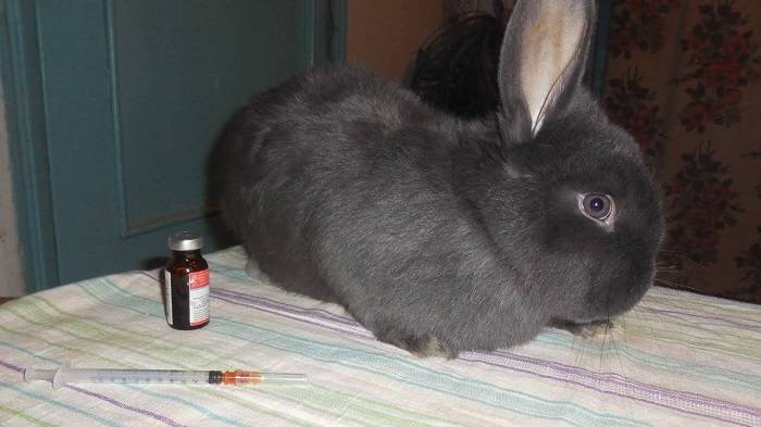 Кролик чихает: причины, лечение, что делать