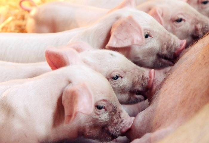 Рожа свиней: симптомы, лечение болезни, профилактика | nita-farm
