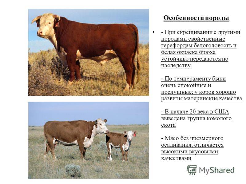 Галловейская порода коров: описание и характеристики, правила содержания