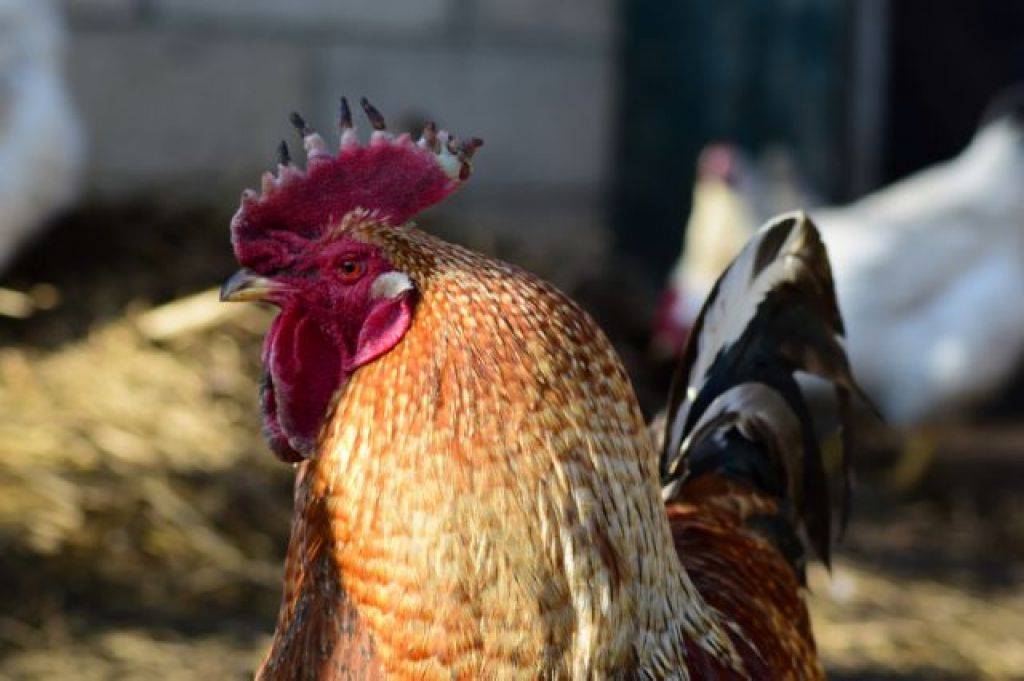 Почему у курицы и петуха синеет гребень: причины, что делать, меры профилактики