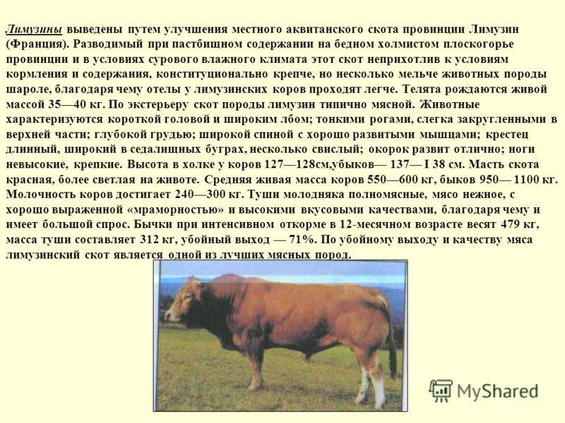 Калмыцкая порода коров и быков: характеристики продуктивности