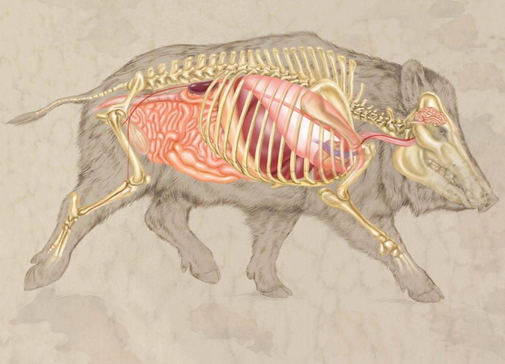 Скелет свиньи — строение, анатомия, органы, физиология, части, вики