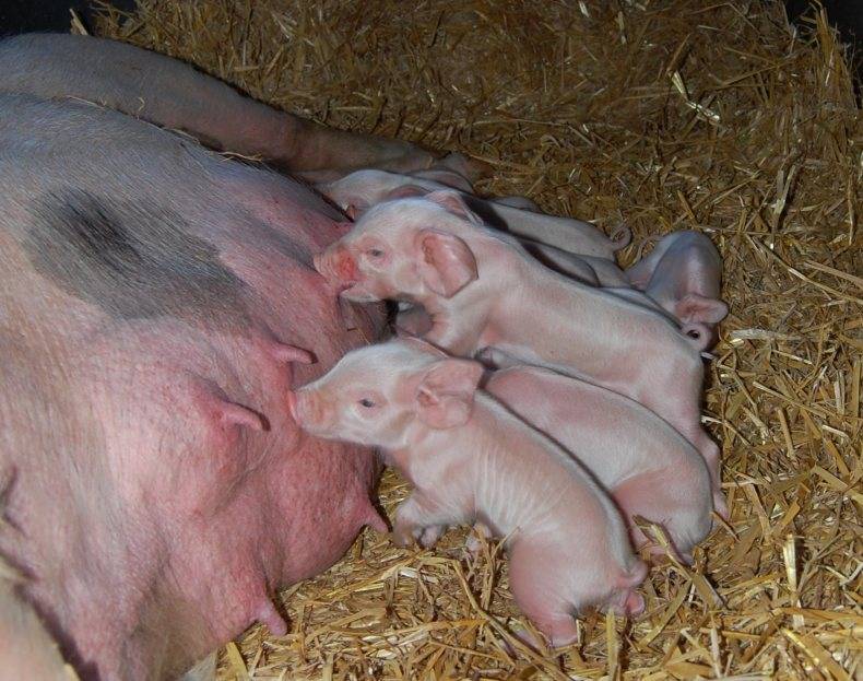 Опорос свиней: как принимать роды в домашних условиях