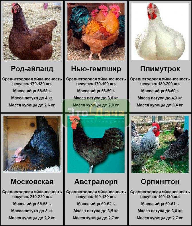 Описание породы кур доминант: виды, характеристики, рацион питания, содержание