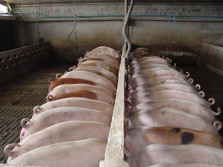 Витамины для свиней: их виды, особенности и советы по применению ао "витасоль"