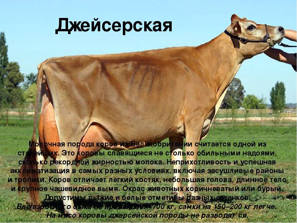 Корова: особенности ухода, выращивания и интересные факты о коровах (фото + 125 фото)