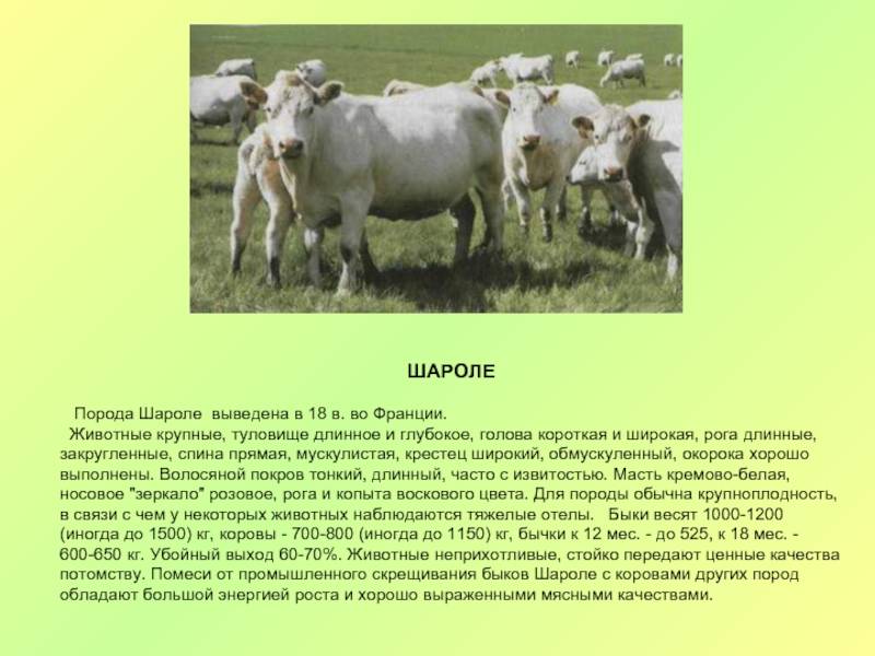 ᐉ порода коров шароле: история, характеристика - zooon.ru
