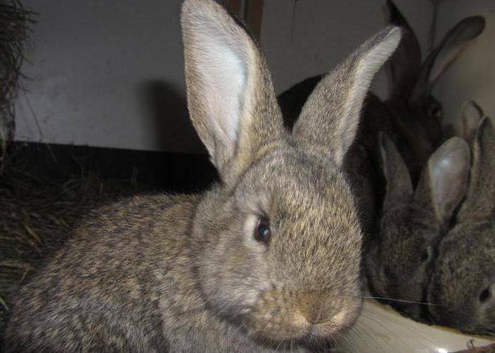 Кролики породы ризен: описание, особенности и разведение