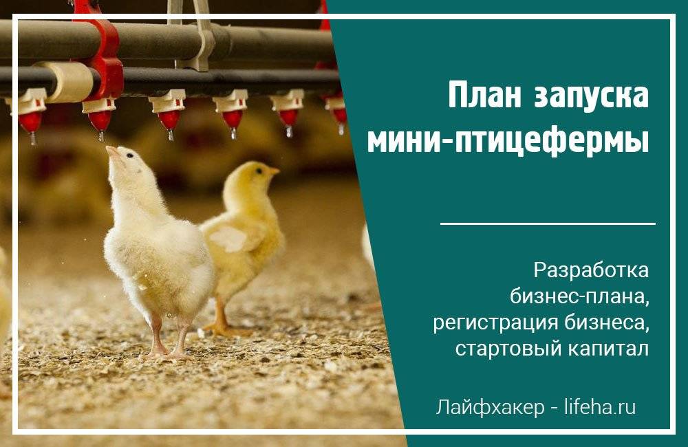 Разведение курс несушек: бизнес план по заработку на куриных яйцах в домашних условиях