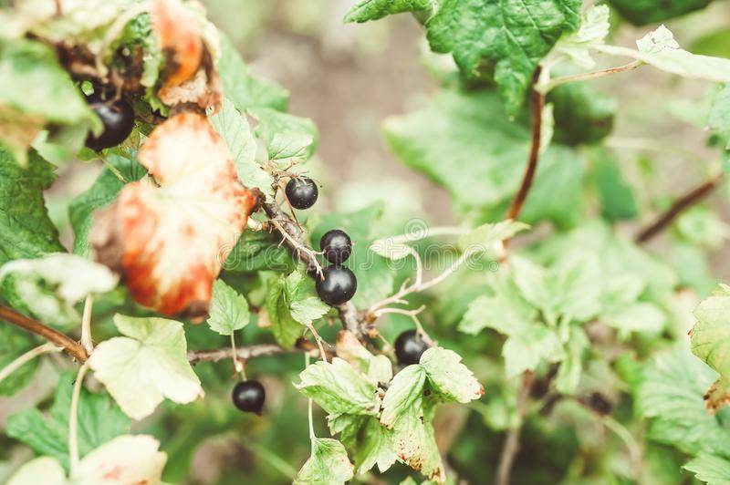 Почему осыпаются ягоды у смородины: как бороться за урожай и обзор основных причин. методы лечения, профилактика и борьба с вредителями (80 фото)