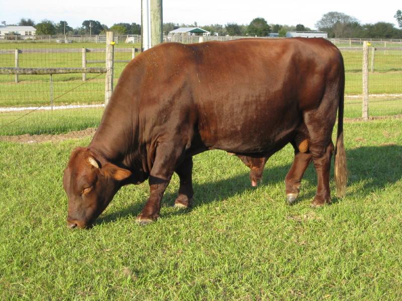Красногорбатовская порода коров: характеристика и описание крс, содержание, разведение и уход