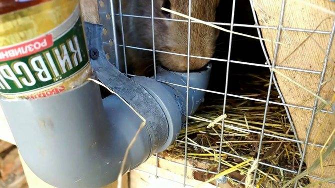 Поилки для кроликов: виды и как сделать своими руками в домашних условиях