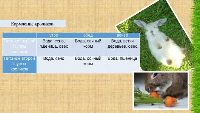 Можно ли кормить кроликов ромашкой | ваши поделки.ру